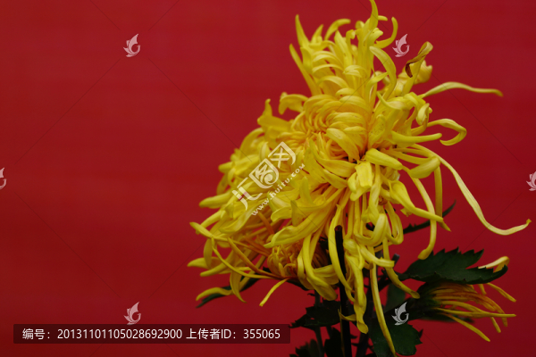 秋菊