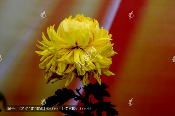 秋菊