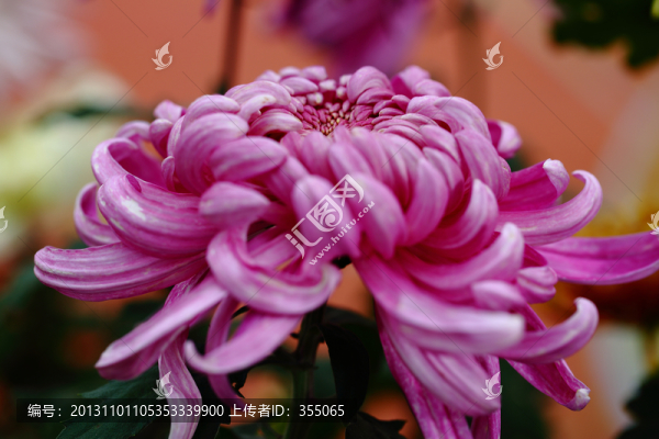 秋菊