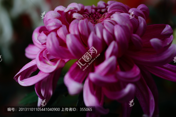 秋菊