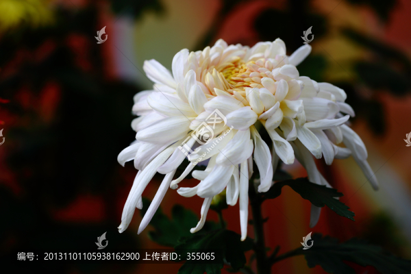 秋菊