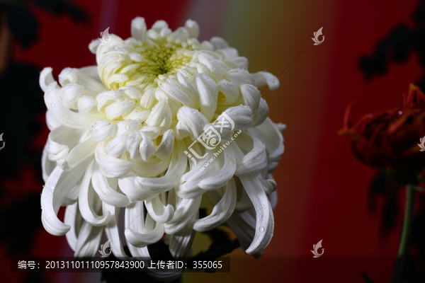 秋菊
