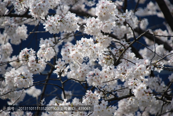 櫻花