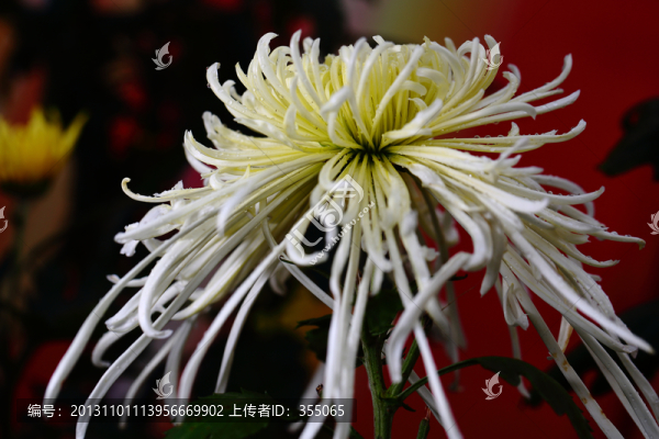 秋菊