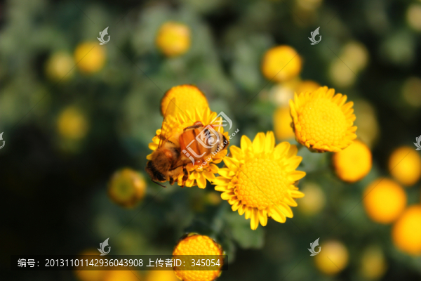 菊花與蜜蜂