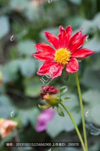 枯萎的紅花