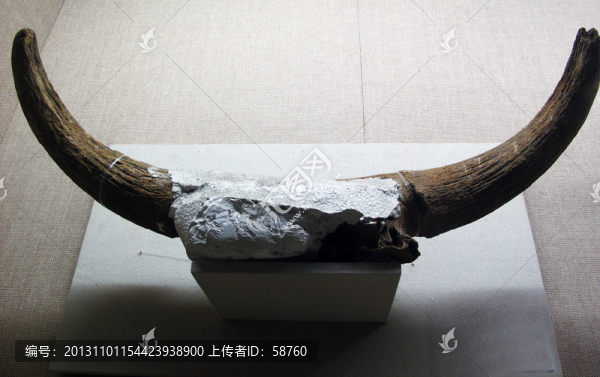 東北野牛角