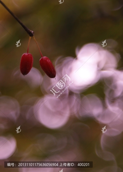 山茱萸的果實(shí)