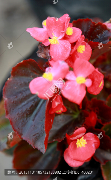 四季秋海棠花