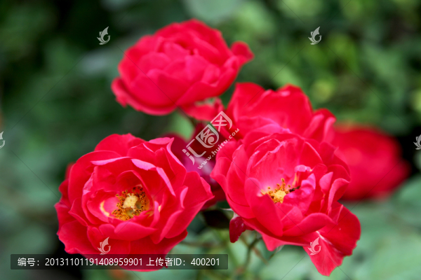 盛開的月季花