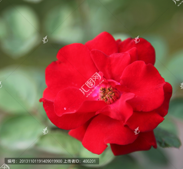 紅色月季花