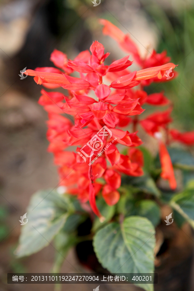 花卉一串紅