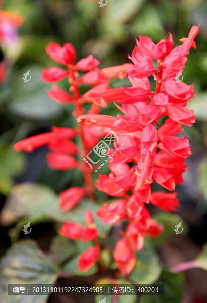 一串紅花卉