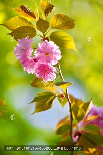 櫻花爛漫