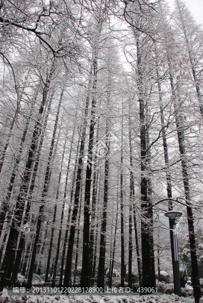 雪景