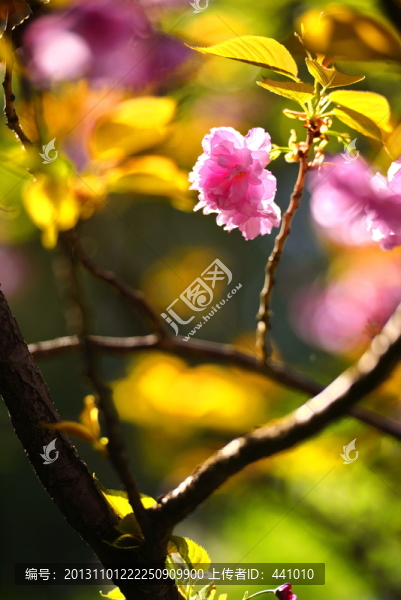 櫻花爛漫