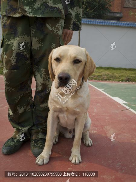 拉布拉多搜救犬