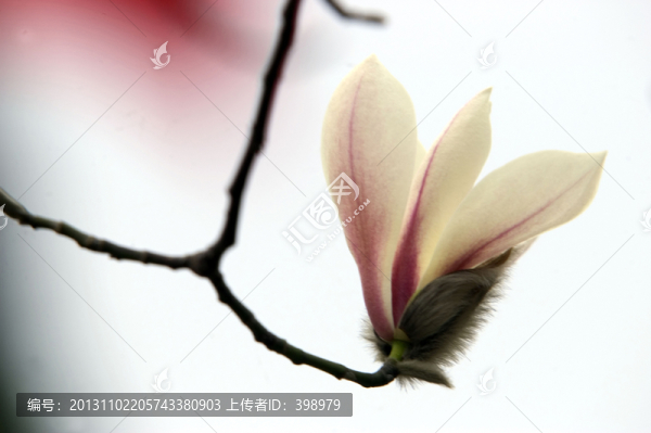 玉蘭花