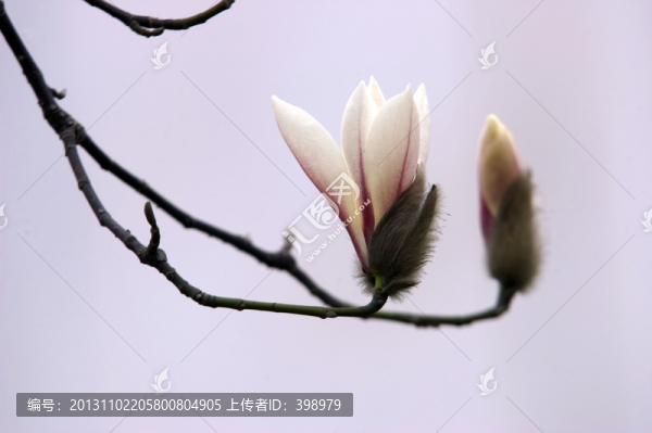 玉蘭花