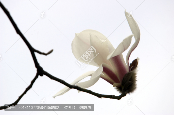 玉蘭花