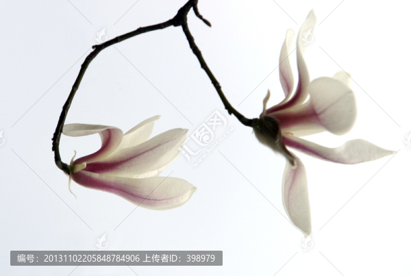 玉蘭花