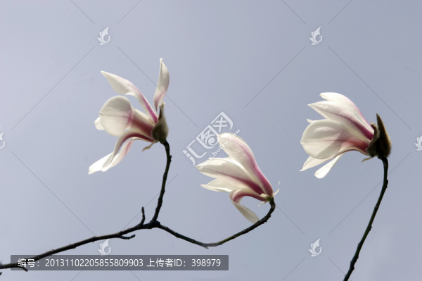 玉蘭花