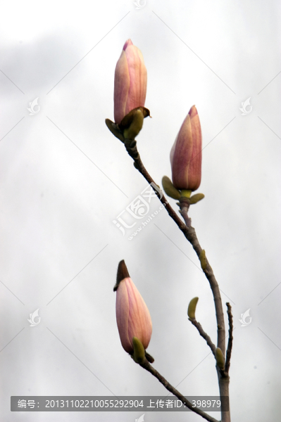 玉蘭花