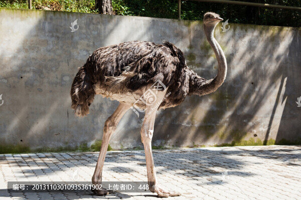 鴕鳥
