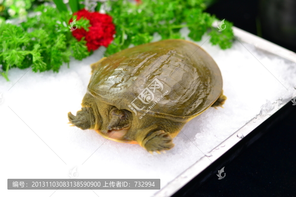 甲魚