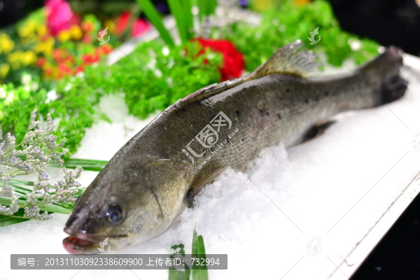 鱸魚