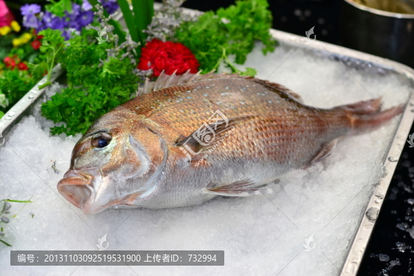 加吉魚