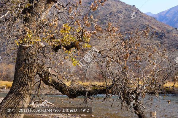 枯樹(shù)