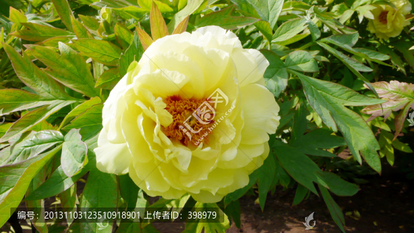洛陽牡丹