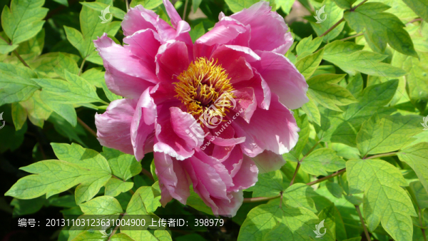 洛陽(yáng)牡丹