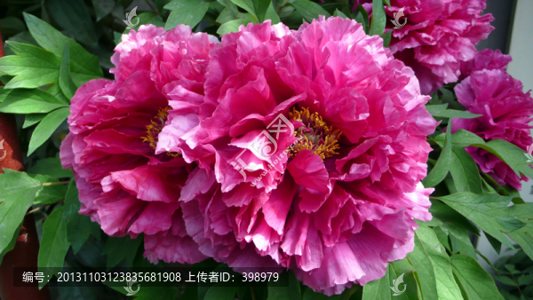 洛陽牡丹