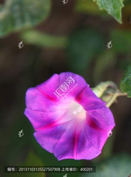 盛開(kāi)的牽?；? title=