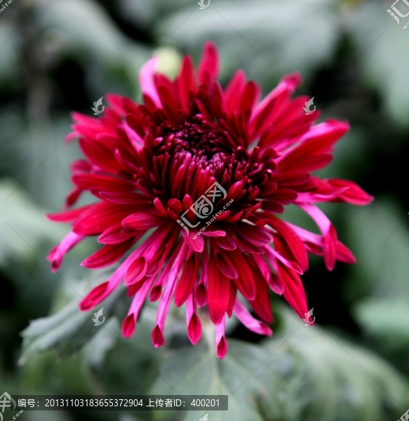 菊展上的菊花
