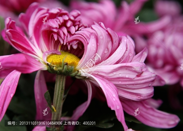 菊展上的菊花