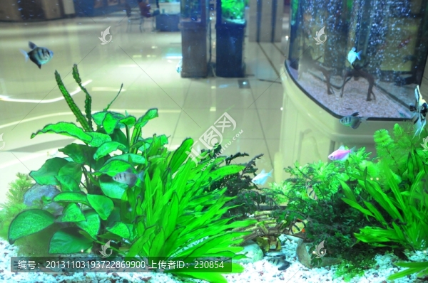 生態(tài)魚缸,觀賞魚缸