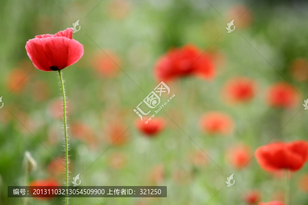 虞美人