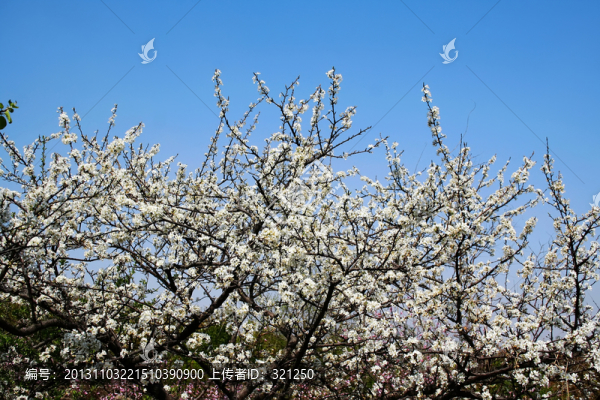 櫻桃樹開花
