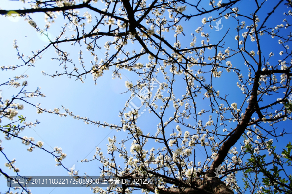 櫻桃花