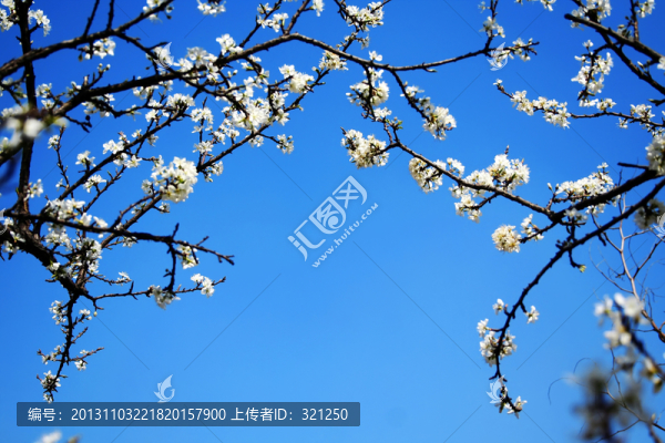櫻桃花