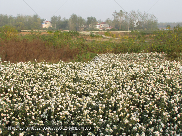 滁州貢菊種植園,村莊農(nóng)舍