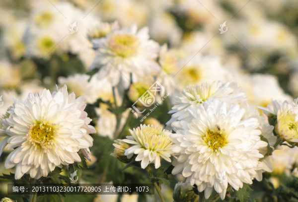 滁州貢菊,滁州白菊