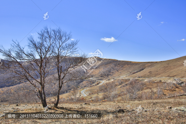 內(nèi)蒙赤峰黃崗白樺林秋色