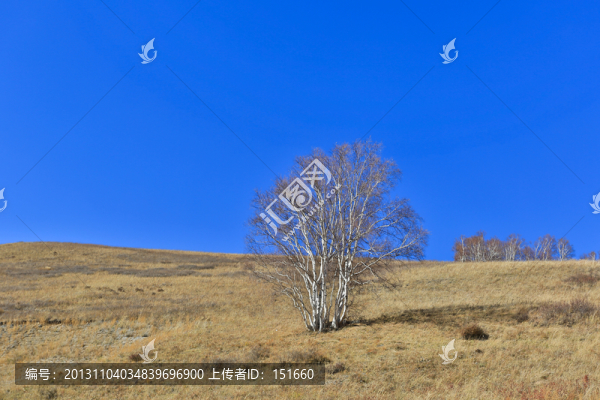 內(nèi)蒙赤峰黃崗梁白樺林秋色