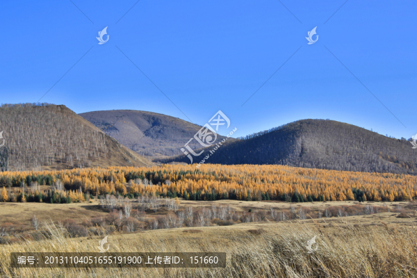 內(nèi)蒙赤峰黃崗梁森林秋色