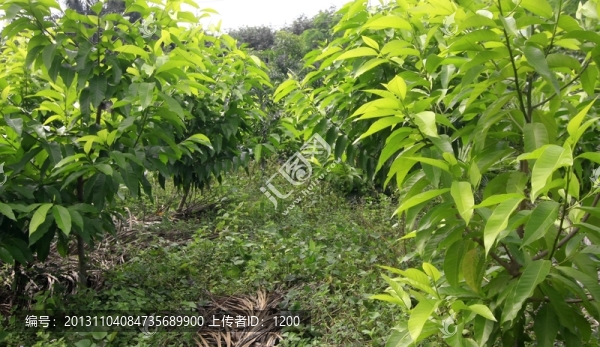 苗圃