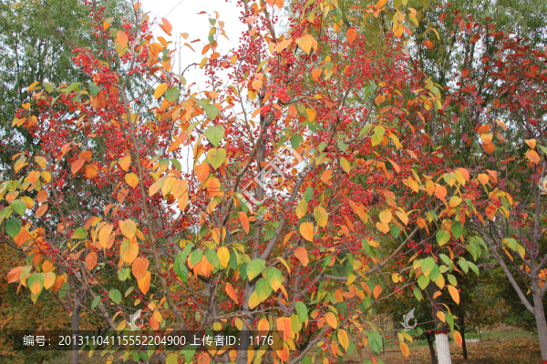 紅果